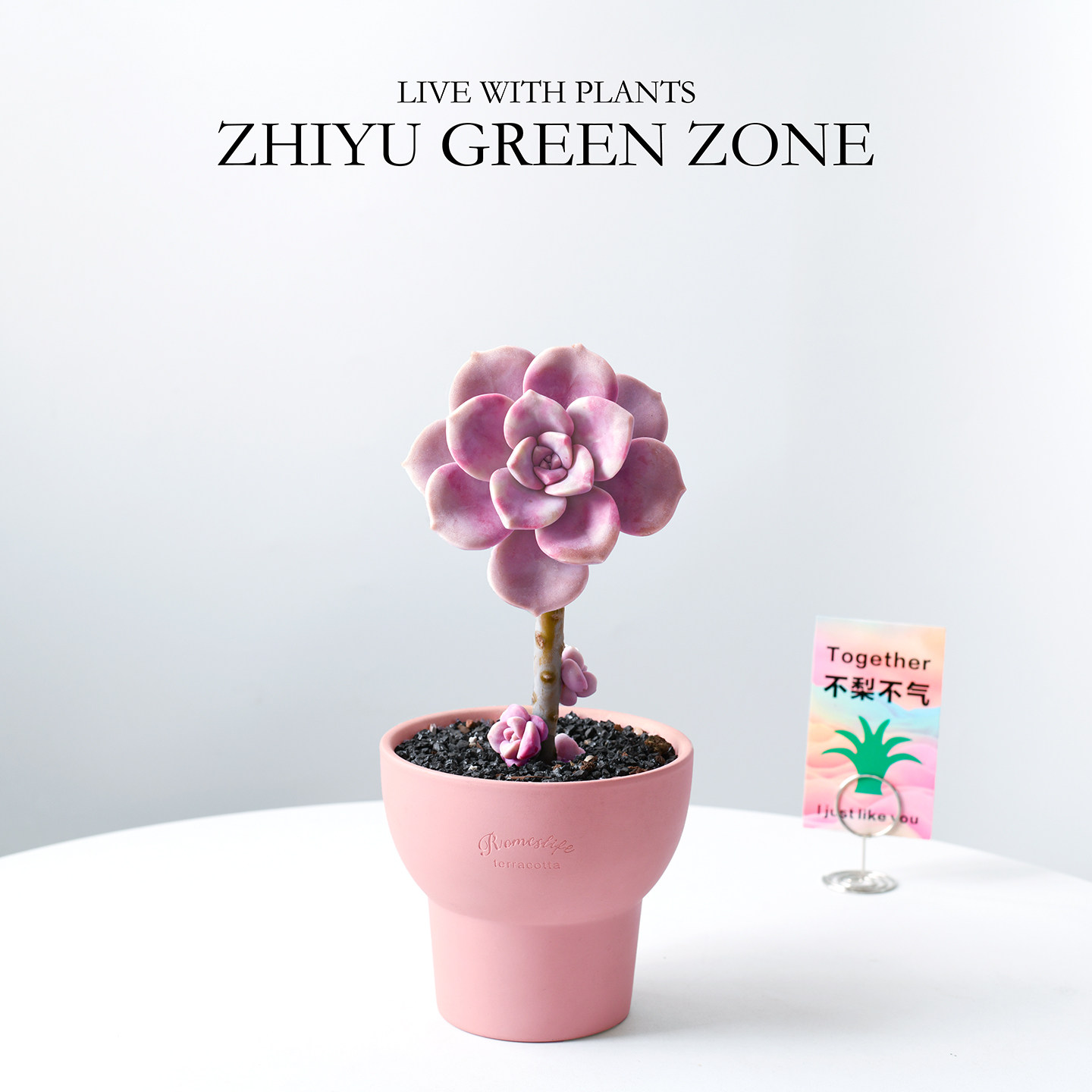 紫乐老桩多肉植物粉色肉肉桌面阳台好养新手绿植室内花卉盆栽礼物,鲜花速递/花卉仿真/绿植园艺,多肉植物,淘宝优惠券,粉丝福利购,淘宝优惠卷