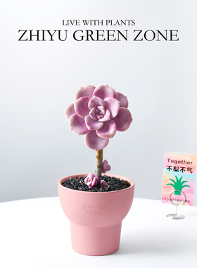 紫乐老桩多肉植物粉色肉肉桌面阳台好养新手绿植室内花卉盆栽礼物