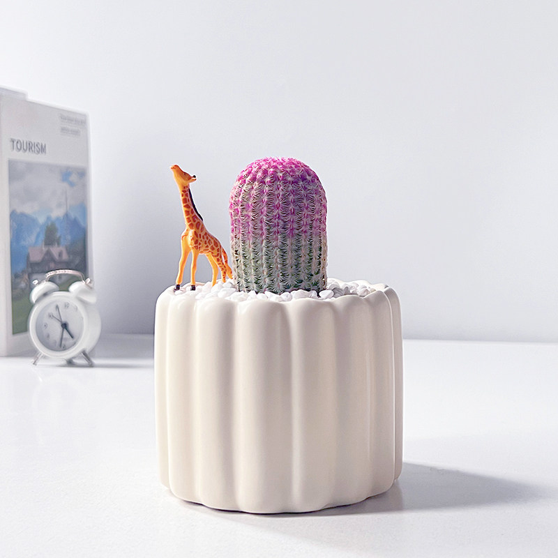 红太阳仙人球办公室好养开花盆栽