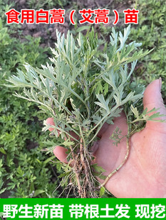 野生艾蒿种子白蒿苗艾蒿苗新鲜食用艾草秧子四季种植现挖红艾蒿根