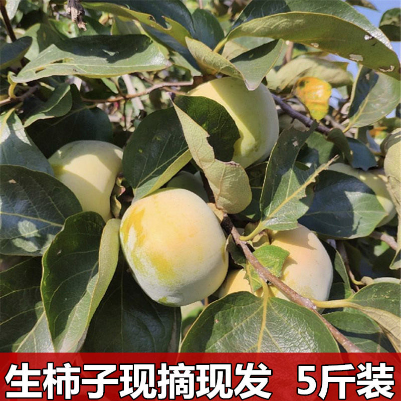 生柿子晒柿饼黄柿子5斤
