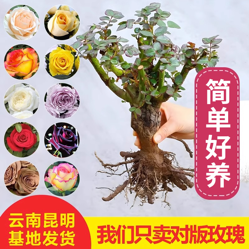 云南昆明玫瑰花树苗老桩3颗6颗红玫瑰老根月季花苗四季开浓香花卉
