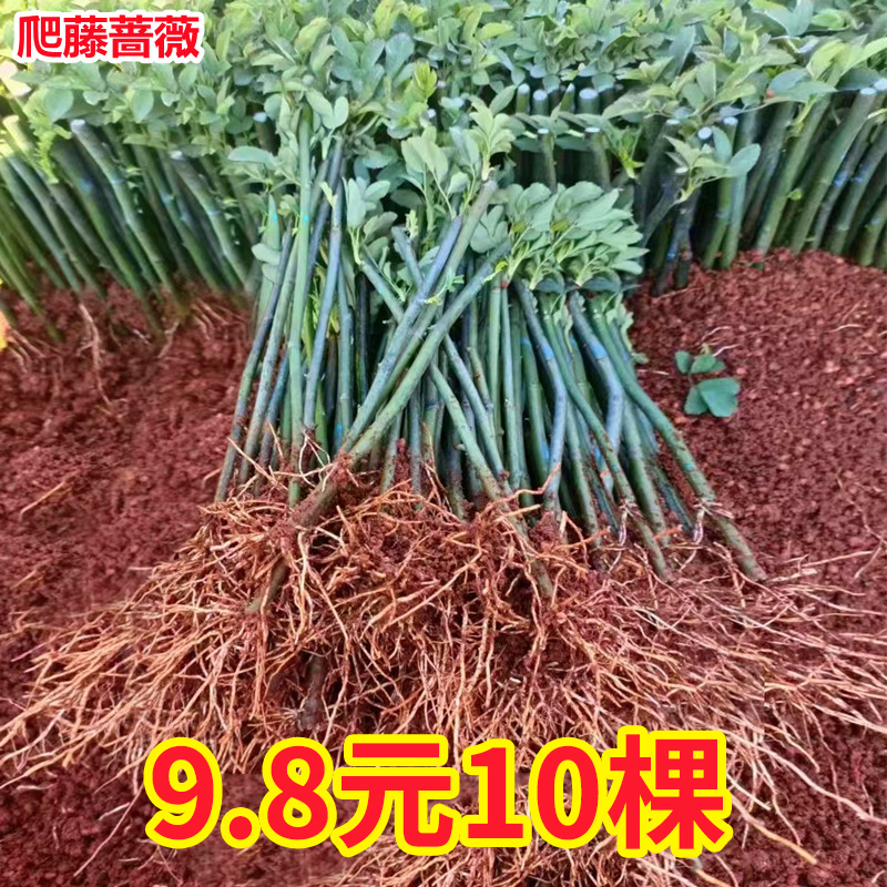 9.8元10棵无刺蔷薇花苗爬藤四季开花藤本月季小苗阳台盆栽室外-封面