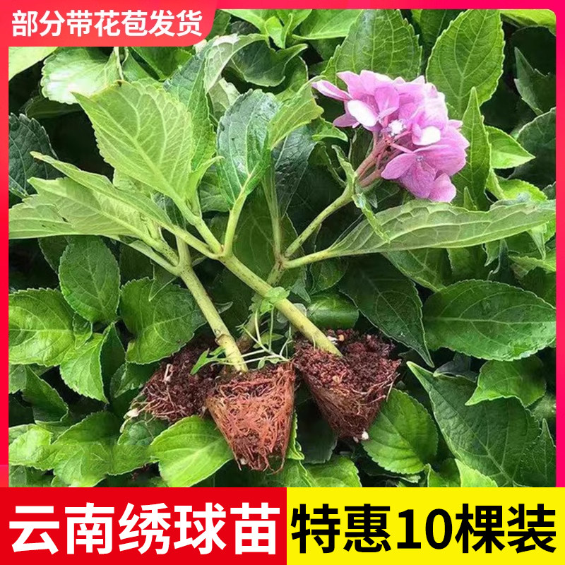 绣球花苗小苗10棵 云南直发 四季开花无尽夏室内阳台盆栽冬季耐寒