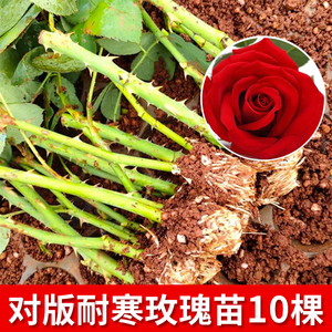 云南直发10棵玫瑰花苗小苗扦插月季四季种易活阳台盆栽特大花浓香