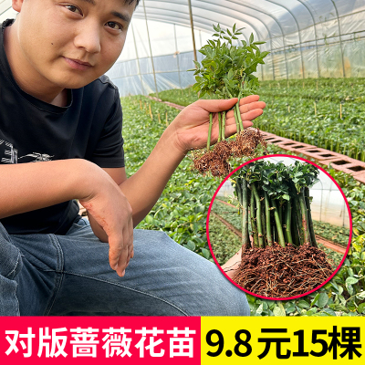 云南15颗蔷薇花苗四季开花