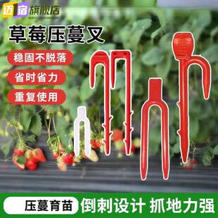 大棚草莓压蔓器藤蔓固定压苗塑料叉子西瓜育秧苗植物爬藤绑枝卡扣