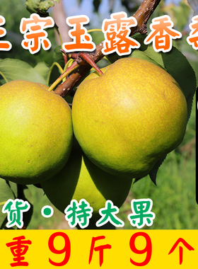 顺丰【地理标志产品】山西玉露香梨雨露梨子新鲜孕妇水果脆甜多汁