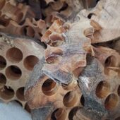 太行崖柏千年黑油骨料熏香块边角料碎料香熏香粉香薰块2024新款