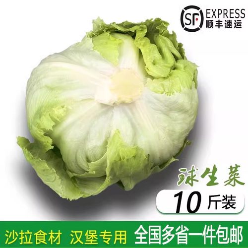 新鲜蔬菜汉堡圆西生菜球生菜