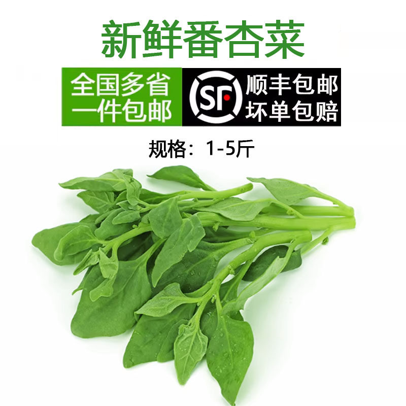 新鲜现摘番杏 特菜野菠菜法国新西兰菠菜生菜沙拉火锅食材野菜馆