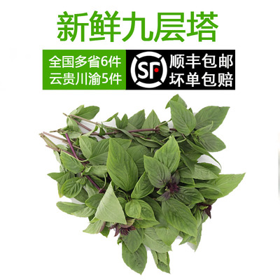 九层塔金不换顺丰包邮到家