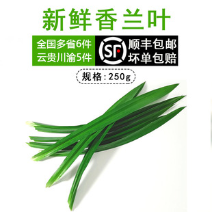 香兰叶斑斓叶斑兰叶七叶兰香草泰国兰250克新鲜香料烘焙餐饮调料