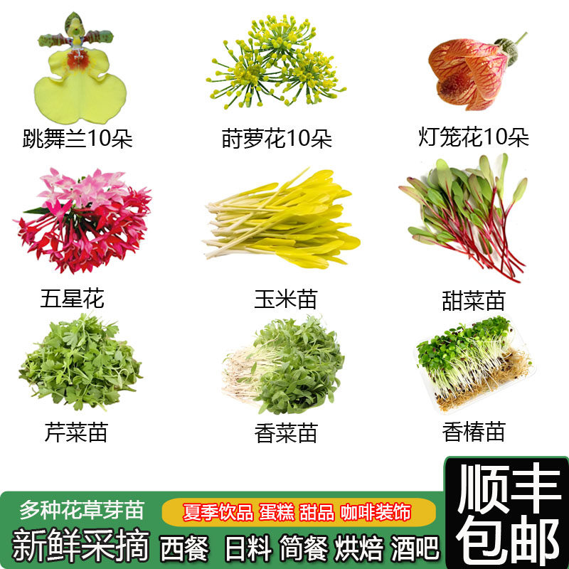 新鲜食用芽苗菜合集香菜苗火红甜菜苗芹菜苗可玉米苗西餐摆盘装饰