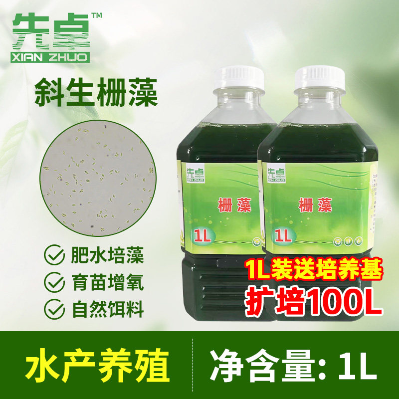 先卓斜生栅藻藻种水产肥水微藻复合藻卵囊藻硅藻鱼虾蟹塘早春培藻