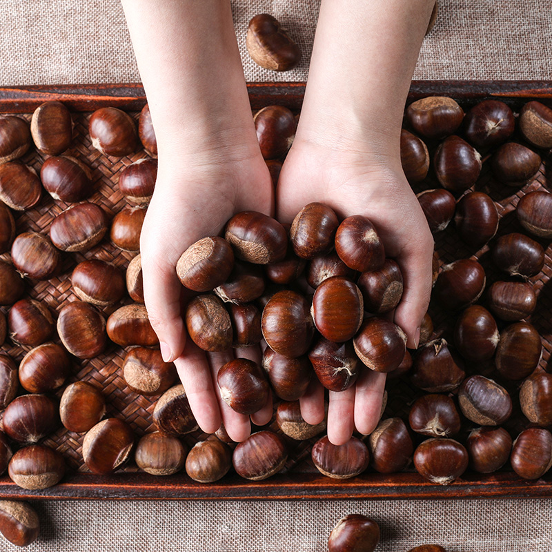 2.8斤4.8斤新鲜板栗河北燕山迁西板栗大果油栗带壳2025年