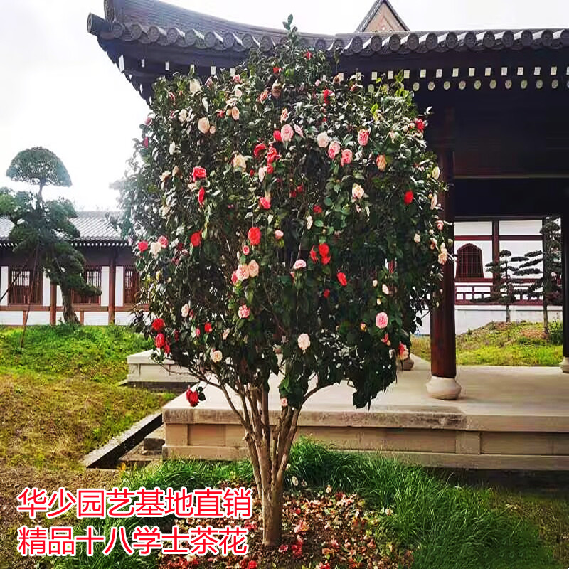 十八学士大型山茶花树苗盆栽名贵别墅庭院一树多色小五彩四季绿植