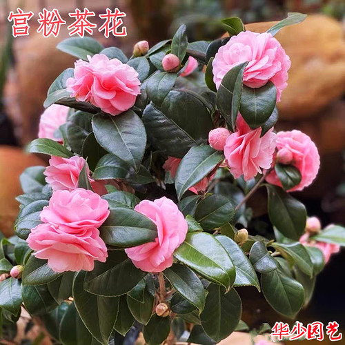 宫粉茶花又名小桃红广东粉纯粉色文瓣花型带花苞山茶树苗名贵品种