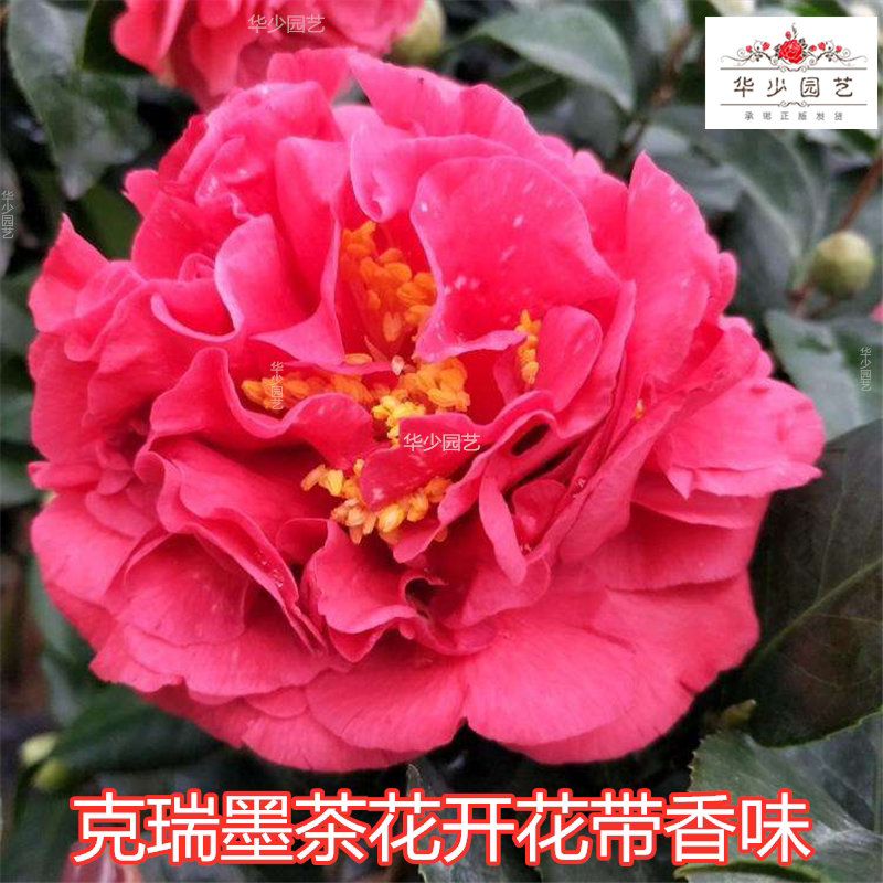 克瑞墨大牡丹茶花红色清香绿植永福建庭院带香味大小树苗盆栽正品