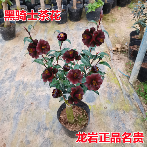 黑骑士茶花名贵珍稀进口庭院