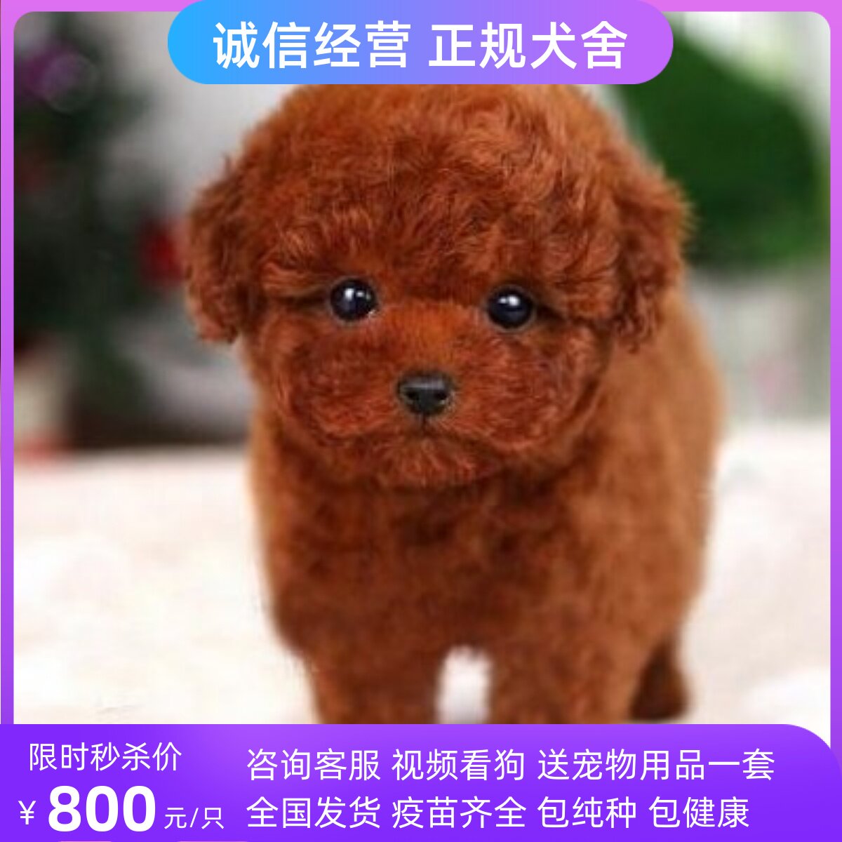 纯种泰迪幼犬贵宾犬长不大宠物狗狗活幼体茶杯犬小型犬飞耳灰泰迪怎么看?