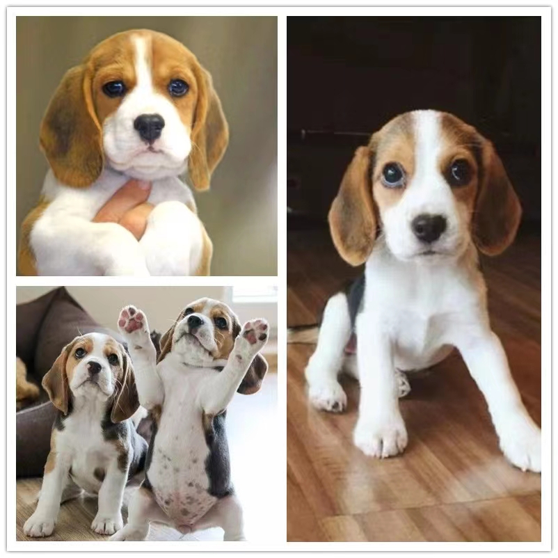 出售比格幼犬比格幼犬