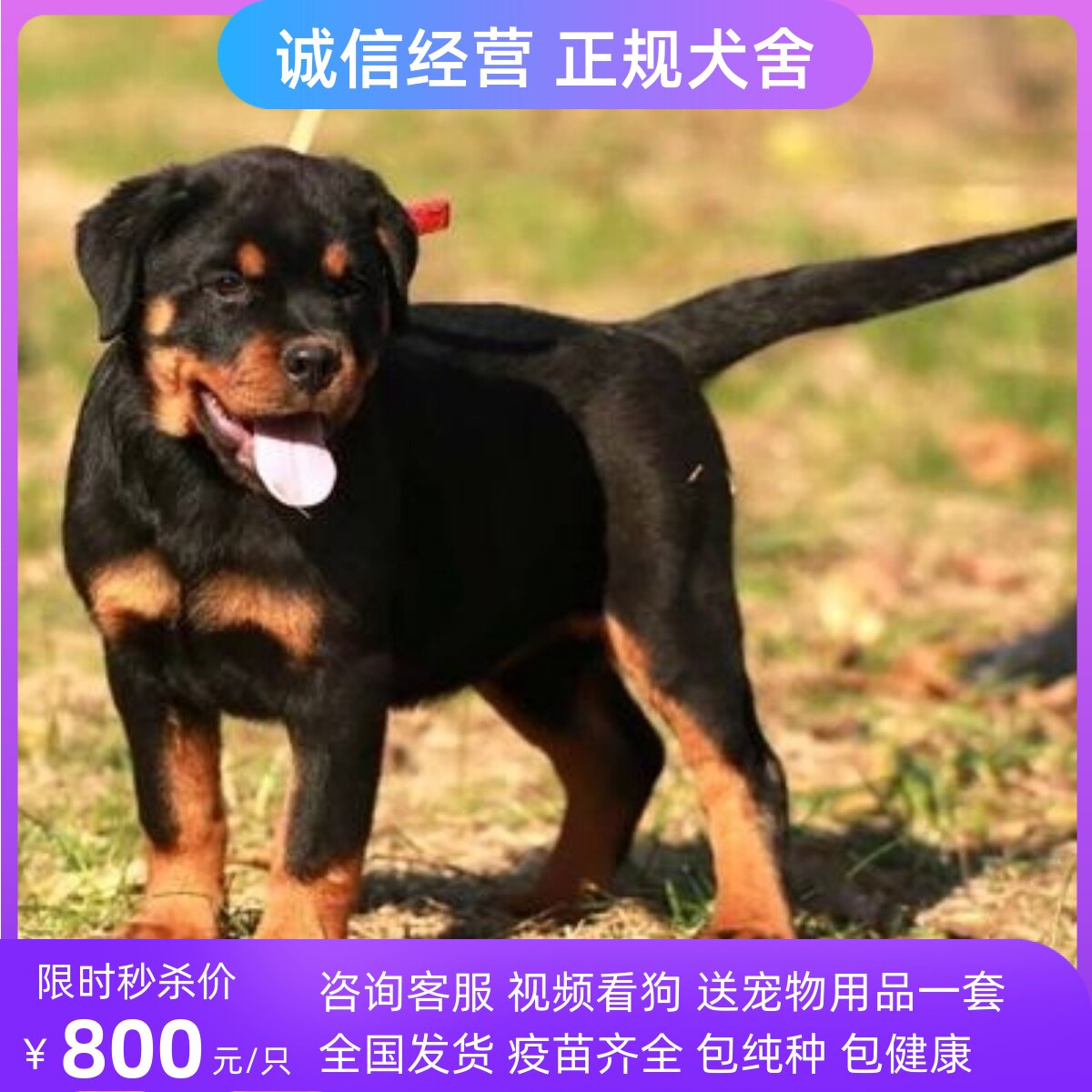 纯种罗威纳幼犬活体双血统美系德系罗威纳警犬看家护卫犬防暴犬