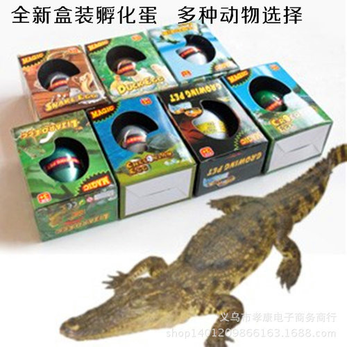 严选直供盒装魔术恐龙蛋孵化蛋泡水变大动物模型益智玩具