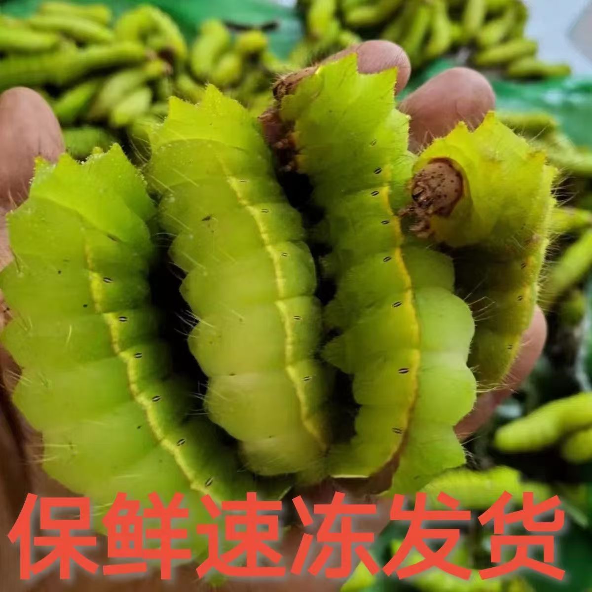 东北柞蚕新鲜速冻东北大青蚕山上蚕大青虫大绿虫蚕宝宝无需挤粪便