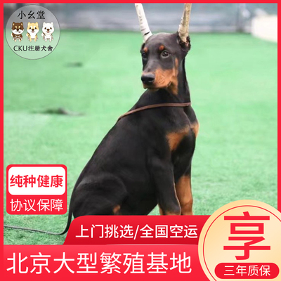 纯种杜宾犬幼犬护卫猛犬铁包金黑咖啡色德系美系杜宾犬种公配种