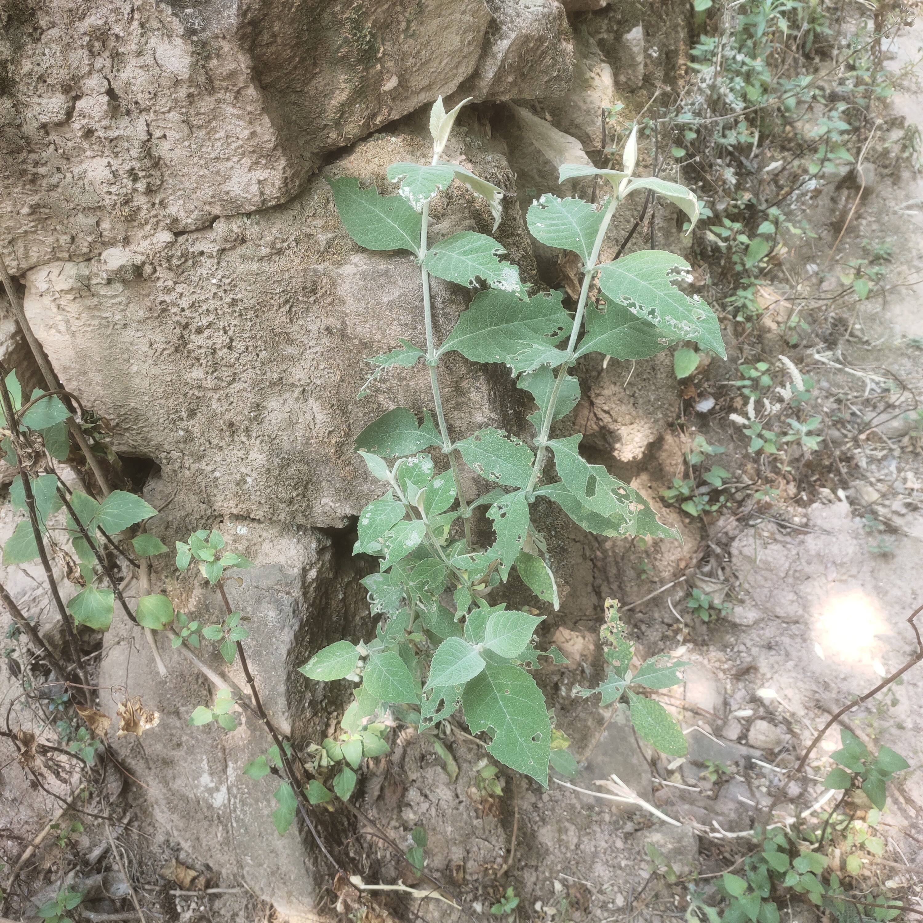 云南山区密蒙花树苗染饭花树苗下单现采容易栽活