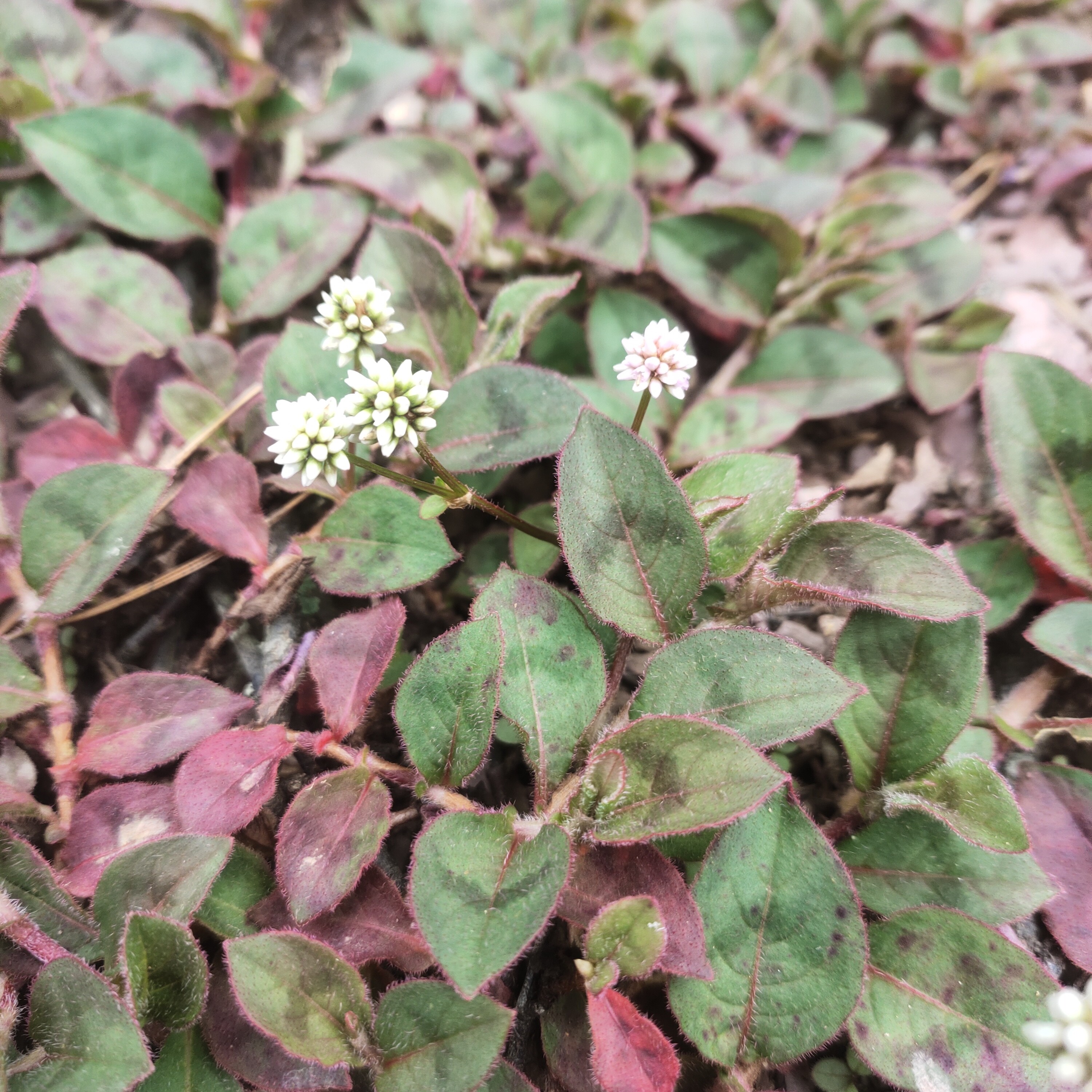 云南头花蓼盆栽苗球蓼庭院阳台耐寒地被植物花镜园艺四季常绿花卉