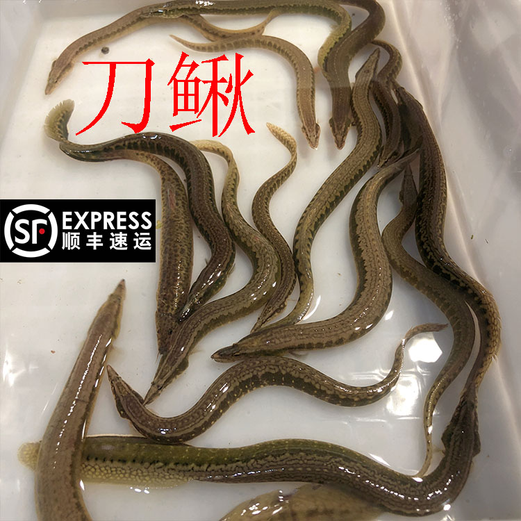 湖北山区溪流小河野中华刀鳅鱼刺泥鳅鱼淡水鱼鲜活现杀顺丰冷链