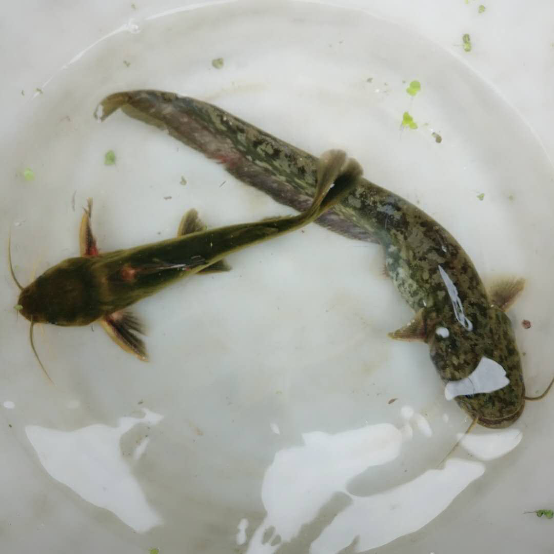 【可混拼】黄鳝泥鳅甲鱼淡水鱼新淡水鱼类