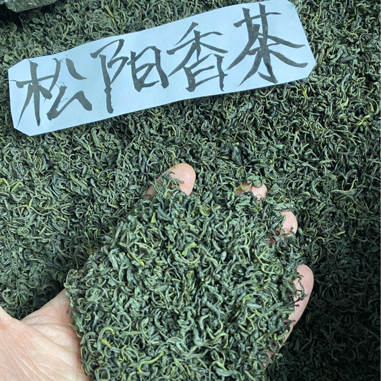 松阳香茶2025年新茶浙江丽水茶叶一斤500克浓香明前绿茶散装春茶