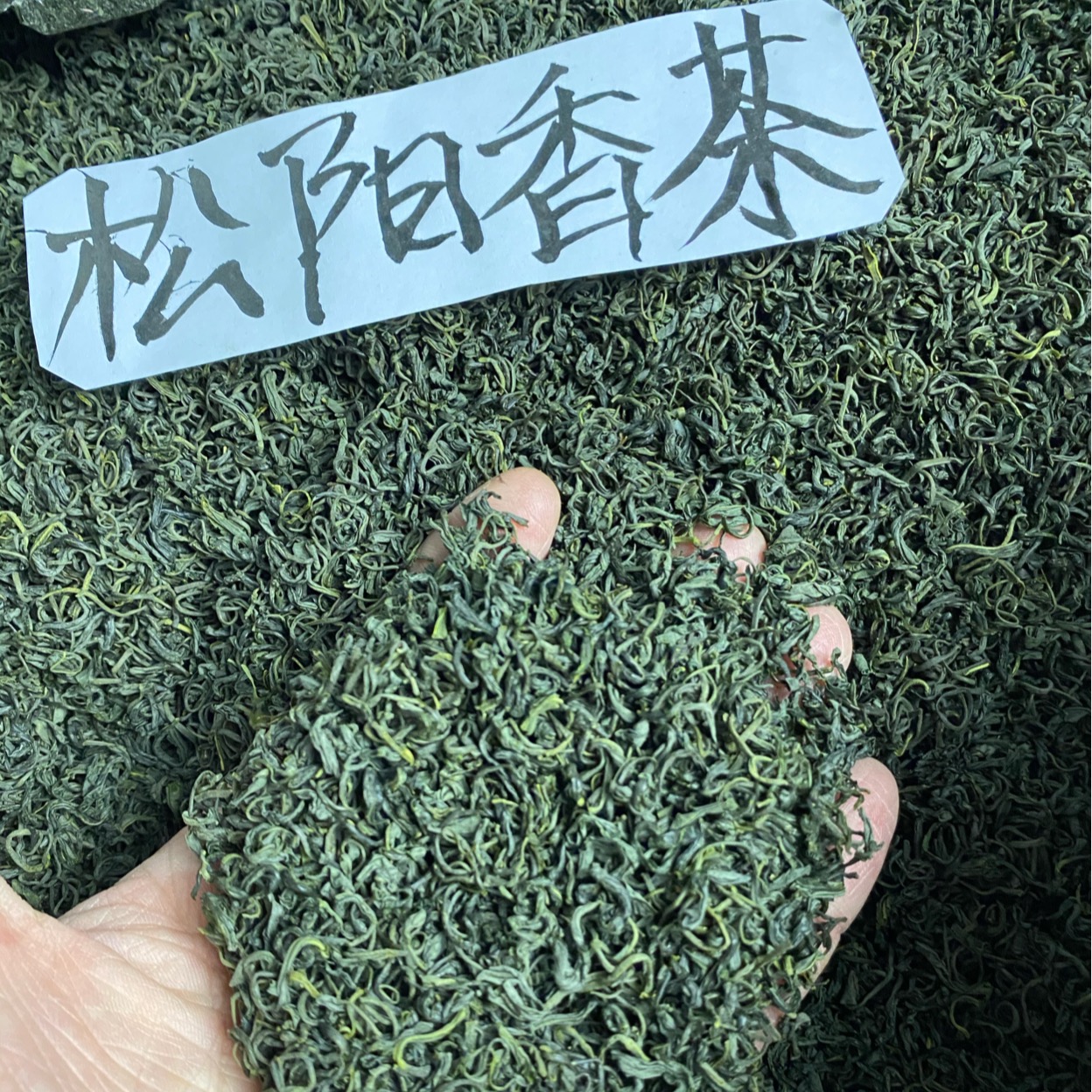 松阳香茶2024年新茶浙江丽水茶叶一斤500克浓香明前绿茶散装春