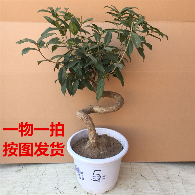 桂花盆景 桂花盆栽 盆景树桩 日香桂 金桂 丹桂 四季桂 桂花树苗