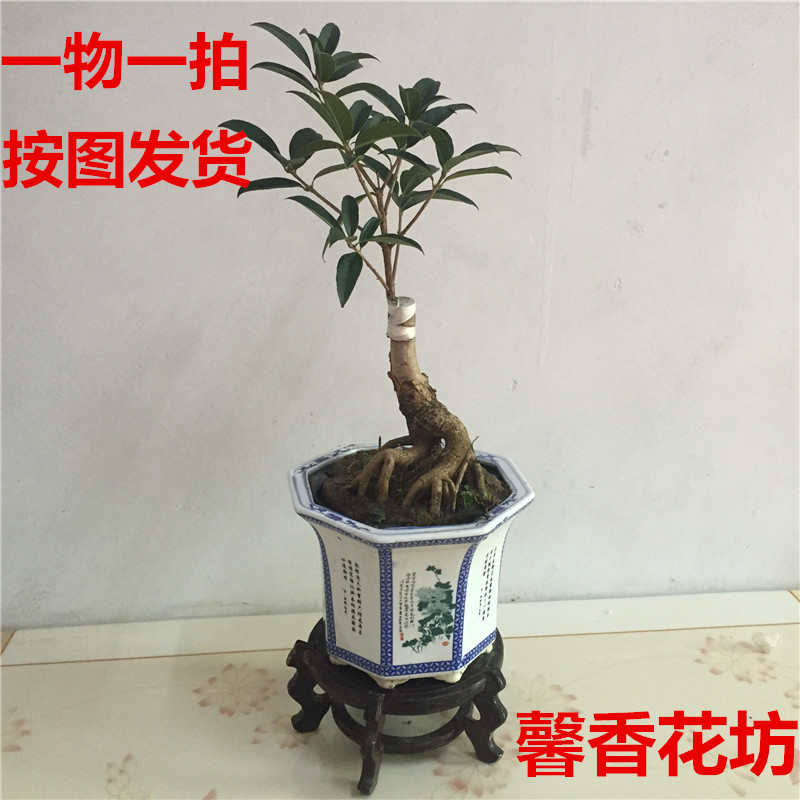一物一拍桂花盆景桂花盆栽金桂日香桂丹桂提根桂花树桩苗阳台植物