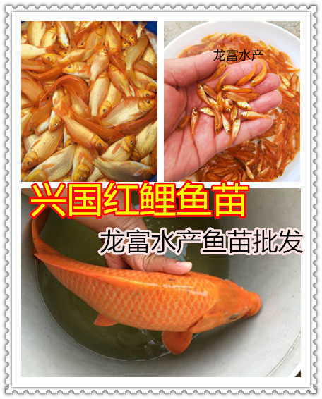 红鲤鱼苗 兴国红鲤鱼苗 红鲤鱼 红色鲤鱼苗 活体鱼苗淡水