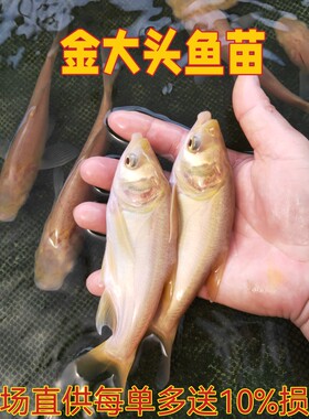 金大头鱼苗金花鲢鱼苗