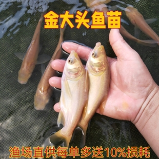 金大头鱼苗 金花鲢鱼苗金色胖头 控制水质吃藻观赏养殖活