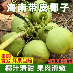 海南文昌热带带皮椰子绿皮椰青甜