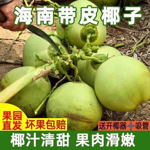 海南文昌热带带皮椰子绿皮椰青甜
