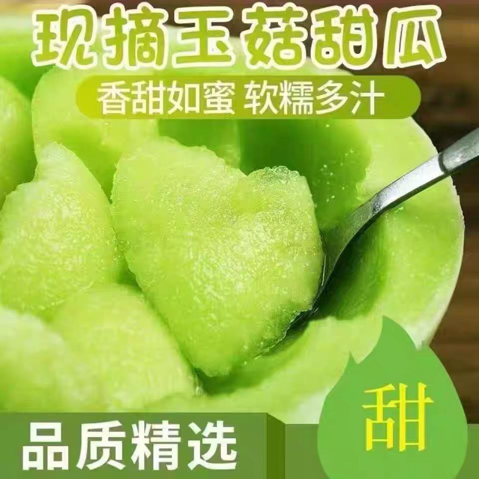 热带海南新鲜玉菇甜瓜蜜瓜奶香皮薄冰淇淋口感软糯现摘一藤一瓜甜