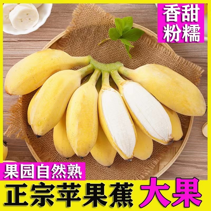 正宗苹果蕉大胖子粉糯新鲜包邮甜