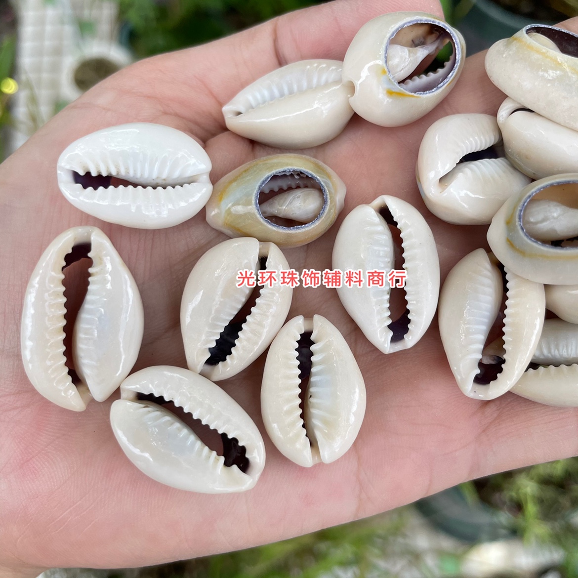 DIY螺壳珠切背天然贝壳珠13mm-27mm贝壳饰品演出服肚皮舞服装辅料