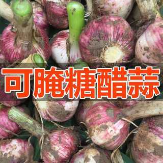 河南2024年现挖鲜蒜头新鲜大蒜紫皮杞县5斤装包邮湿大蒜 腌糖蒜