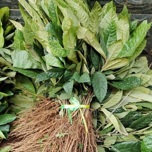 新款枇杷实生苗土枇杷苗枇杷小苗1年苗2年苗枇杷嫁接砧木包邮