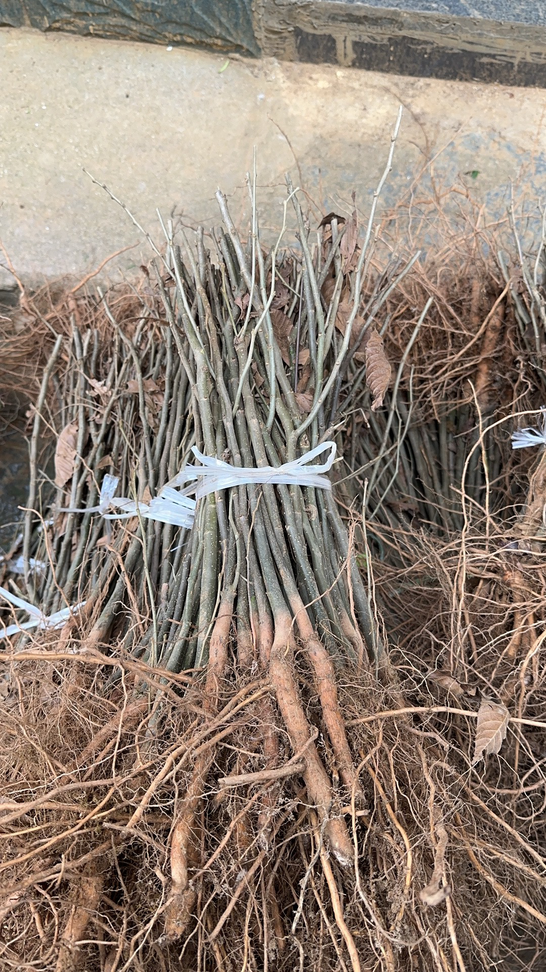 供应板栗树苗板栗子实生苗直生苗砧木苗地径0.5以上粗起苗