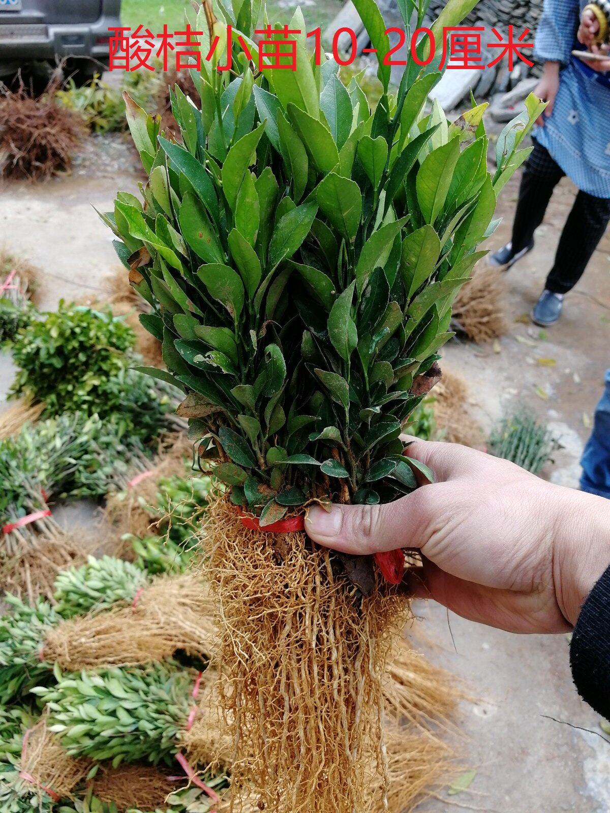 优质酸橘苗酸柑树苗酸橘实生苗酸桔奶苗酸桔砧木苗现挖现发包邮